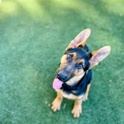 Fetch Happens Dog Training