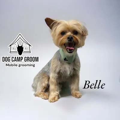 Dog Camp Groom