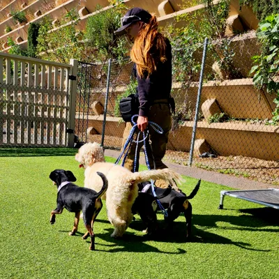 K9 Chariot Training