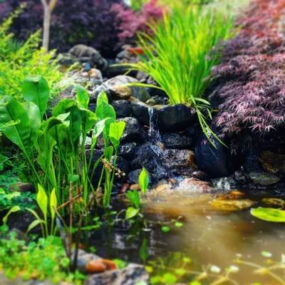 Golden State Pond & Landscape