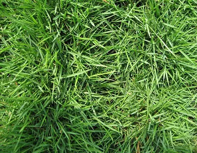 Ever’s Landscape Company