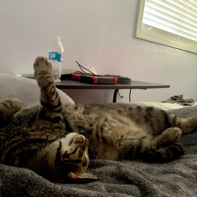 Doga Cat