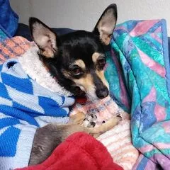 Corys Professional Pet and Home Care