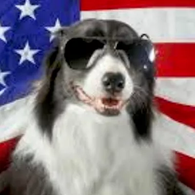 USA Doggie Trainers