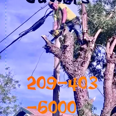 The Bush Cutters