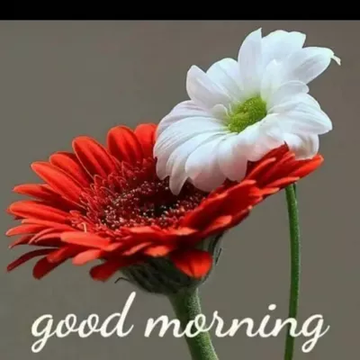 Parul