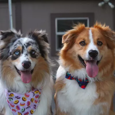 Aunt Shana’s Petsitting Services