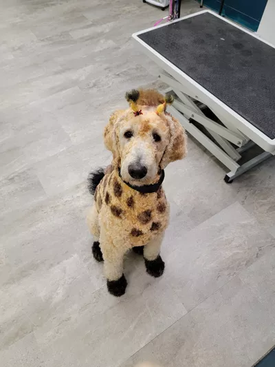 Pawfection Grooming LLC