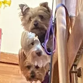 Davids Dogs