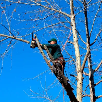MCS Tree Service