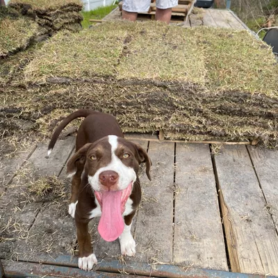 Earth Evolutions LLC