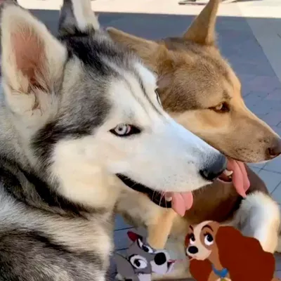 Furry walk club