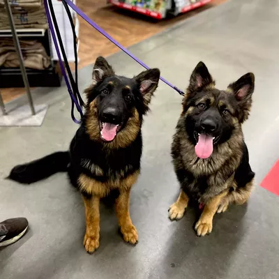 MasterClass Dog Training