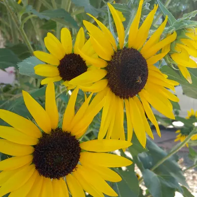Acosta Landscapes LLC