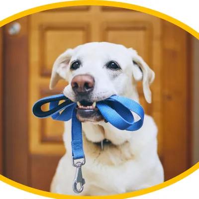 Wagster Dog Walking and Pet Sitting