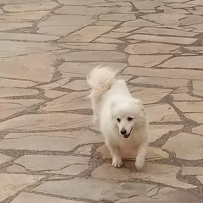 samantha