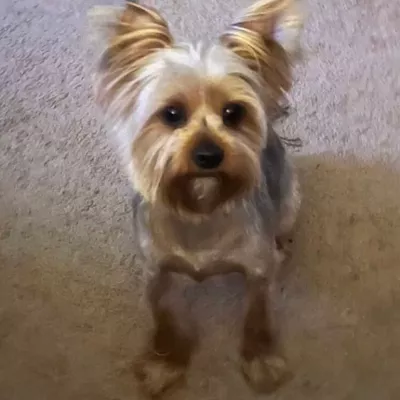 Happy Paws Grooming