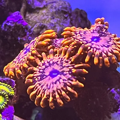 Mitten State Aquarium Company