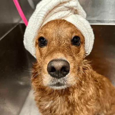 Well Groomed Pets