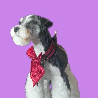 K-9 to 5 dog Spa & Boarding