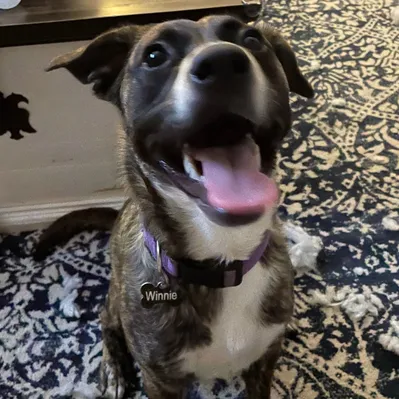 Fetch! Pet Care Greenville-Spartanburg