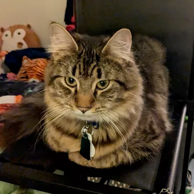Onyx's Pet Sitting