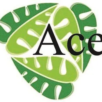 Ace Insulation