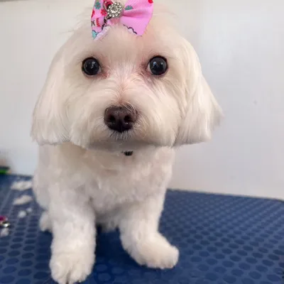 CECES GROOMING SPA