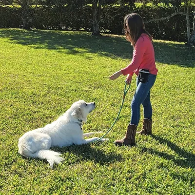 Liza's K9 Connection LLC