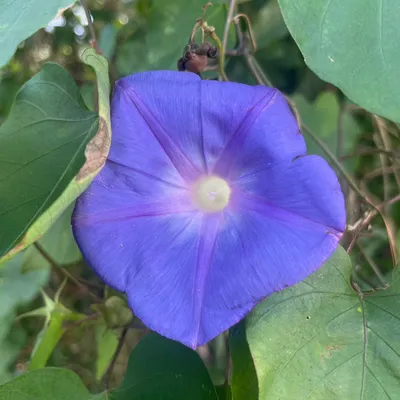 Flourishing Fruit Trees