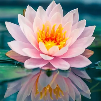 Blooming in Flow ?
