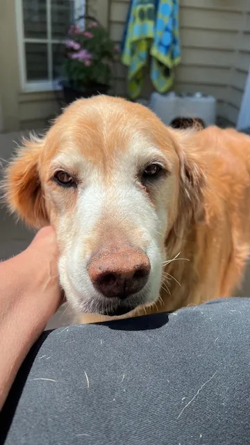 Heartsforpaws