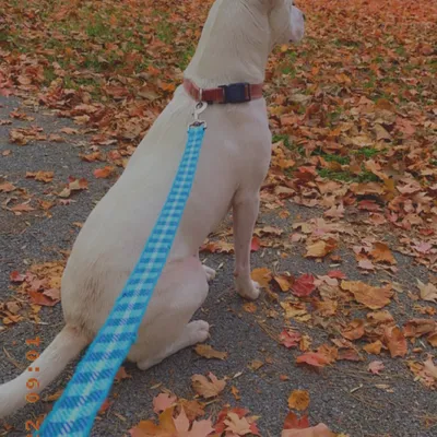 Tail Wag Tales