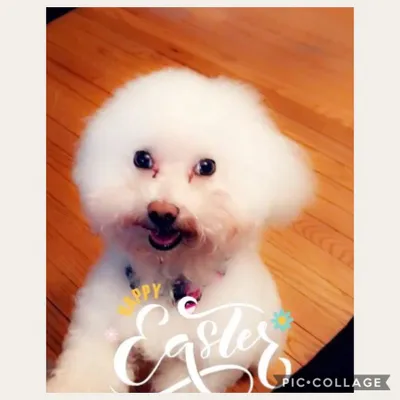 Bri’s pet care