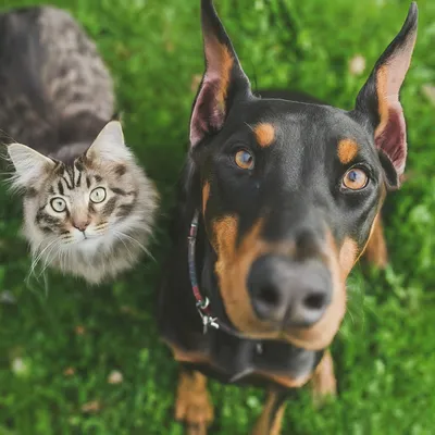 Woofs & Mittens