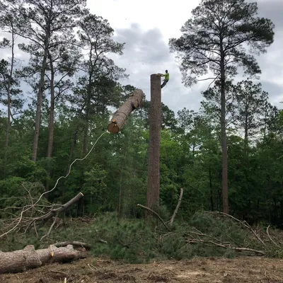 Alvarenga tree service LLC