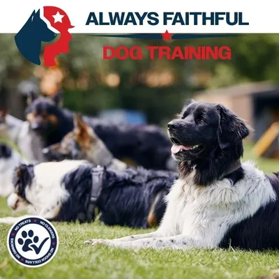 Always Faithful Dog Training of Jacksonville