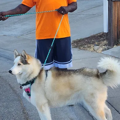 Don the Dog Walker & Doo Disposal