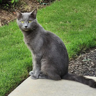 PAWright Pet Services