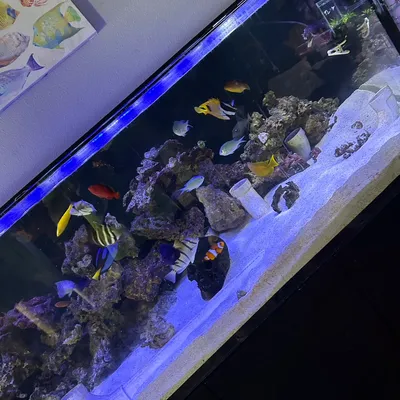 RAL Aquatics