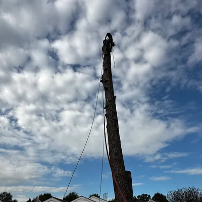 Hugo’s tree service and landscaping