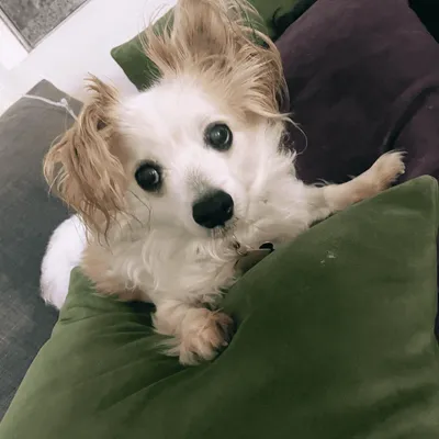 Gabriela Vannier - Pet Companion