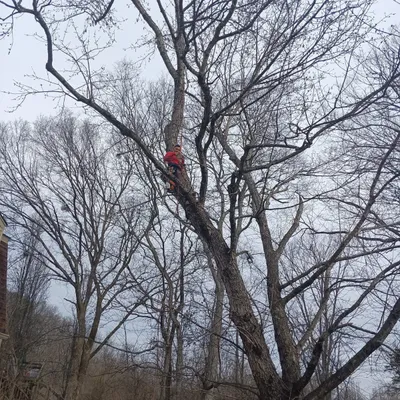 tree service