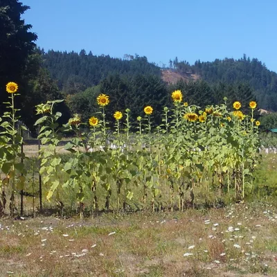 Loomis Landscape and Gardening