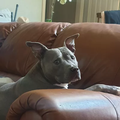 Bella Vista Pros