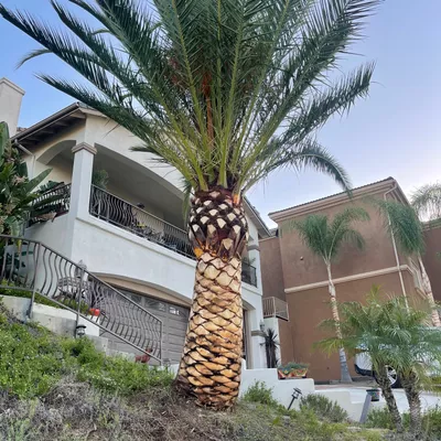 Marvin Mateo landscaping