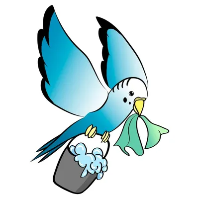 C&J Bluebird