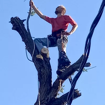bayou coys total tree and lawn care