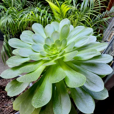 Morales Landscaping