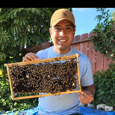 QueenB Live Bee Removal